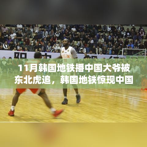 韓國地鐵驚現中國大爺與東北虎奇緣，跨界故事背后的文化碰撞與深思