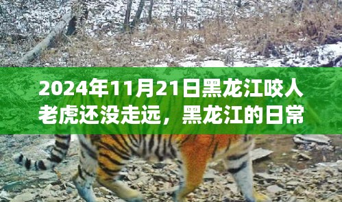黑龍江奇遇，與老虎的溫情邂逅，咬人事件后的日常觀察