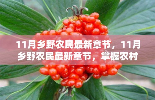 農(nóng)村生活技能進(jìn)階指南，從初學(xué)到進(jìn)階的全方位指南