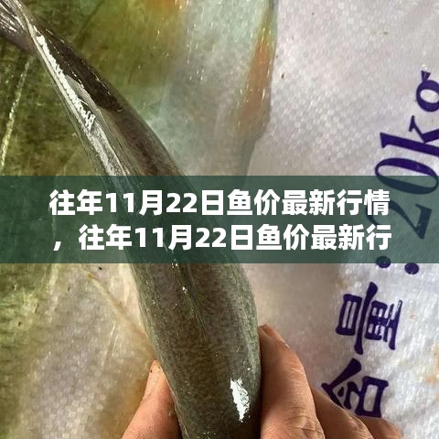 往年11月22日魚價最新行情解析及深度探討