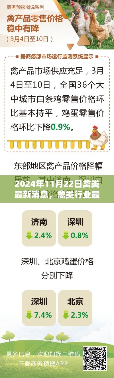 2024年11月22日禽類(lèi)行業(yè)最新消息與動(dòng)態(tài)指南，助你掌握行業(yè)趨勢(shì)成為先鋒