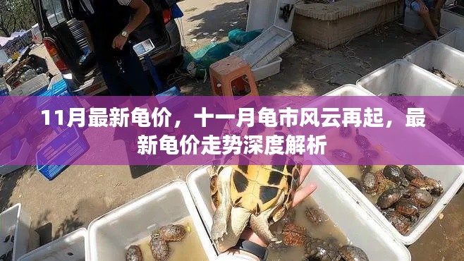 十一月龜市風(fēng)云再起，最新龜價(jià)走勢(shì)深度解析