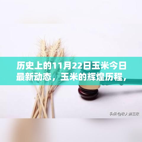 歷史上的11月22日玉米輝煌歷程及最新動態回顧
