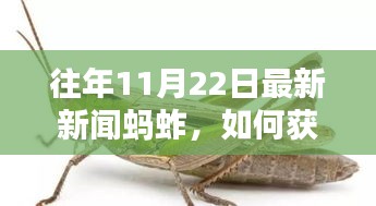 往年11月22日最新新聞螞蚱，如何獲取往年11月22日關(guān)于螞蚱的最新新聞——詳細步驟指南