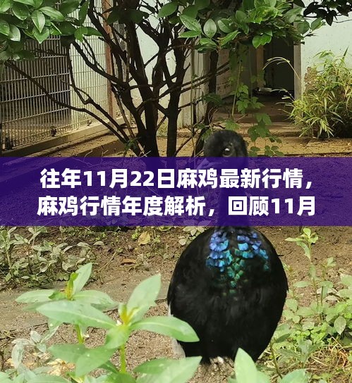 麻雞行情年度解析，回顧市場脈動與產業影響