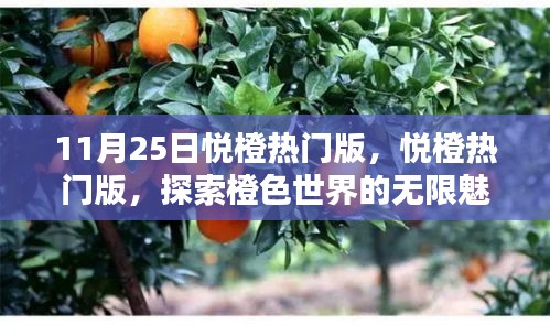 11月25日悅橙熱門版獨家解析，探索橙色世界的無限魅力