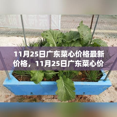 11月25日廣東菜心價格背后的綠色之旅，探尋內心寧靜與平和的旅程