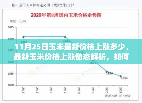 最新玉米價格上漲動態(tài)解析，如何應(yīng)對市場變化與把握行情？