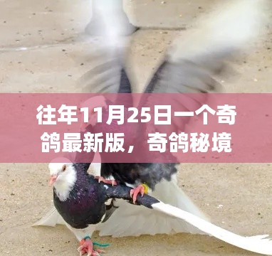 奇鴿秘境探索之旅，獨特風味的小巷深處