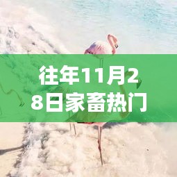 重拾心靈之旅，在往年11月28日的自然美景中探尋內心平靜與喜悅的旅程