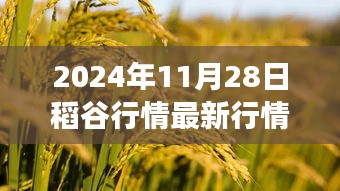 稻谷市場洞察，最新行情動態分析與應對策略指南（2024年稻谷行情深度解析）