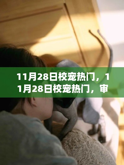 11月28日校寵熱潮，現象背后的多元視角探析
