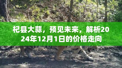 杞縣大蒜未來展望，解析2024年12月1日價(jià)格走勢(shì)