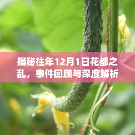 揭秘往年12月1日花都之亂，事件回顧與最新進展深度解析