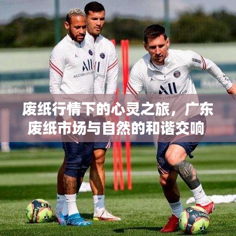 廢紙市場下的心靈之旅，廣東廢紙市場與自然和諧交響（2024年12月1日）
