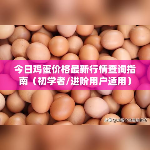 今日雞蛋價格行情全解析，初學者與進階用戶查詢指南