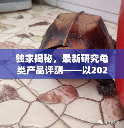 獨家揭秘，最新龜類產品評測報告——以XXXX年XX月XX日為例