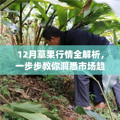 12月草果行情深度解析，洞悉市場趨勢與交易策略指南