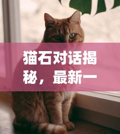 貓石對話揭秘與星象啟示，最新一周運勢深度解析（12月版）