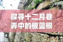 探尋十二月巷弄深處的板藍根傳奇，一家特色小店的神秘面紗