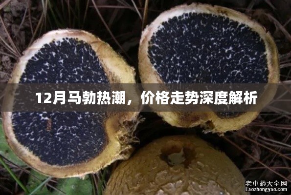 12月馬勃熱潮，價(jià)格走勢(shì)深度剖析