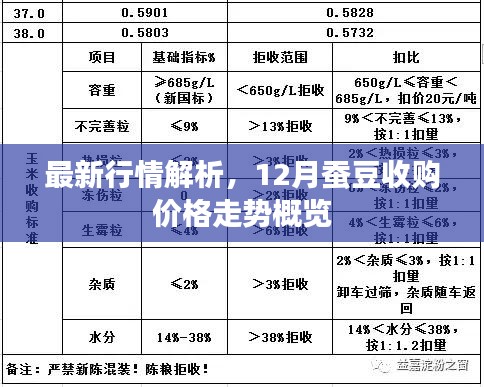 最新行情解析，12月蠶豆收購價格走勢概覽及市場分析