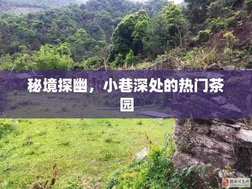秘境探幽，小巷深處的茶園魅力