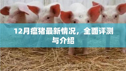 12月瘟豬最新情況全面評測與介紹