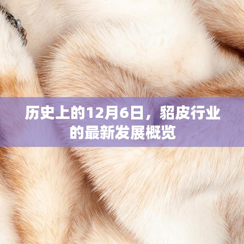 貂皮行業最新發展概覽，歷史上的12月6日回顧