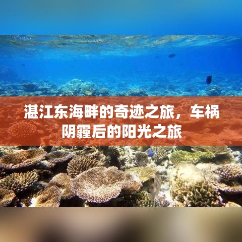 湛江東海奇跡之旅，車禍陰霾后的陽光重生之旅