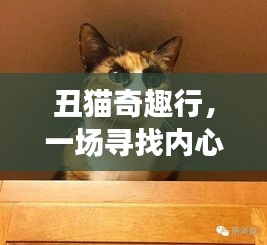 丑貓的心靈之旅，尋找內(nèi)心平靜的奇妙冒險(xiǎn)