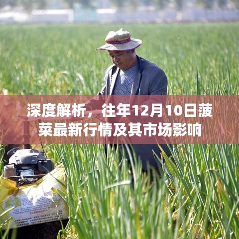 往年12月10日菠菜最新行情深度解析及市場影響探討