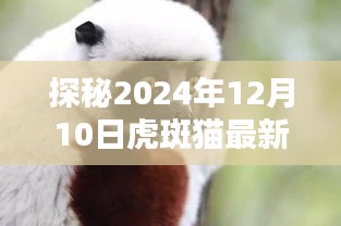 探秘虎斑貓最新團(tuán)與小巷特色小店的奇遇記