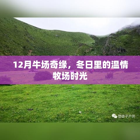 12月牛場奇緣，溫情滿溢的冬日牧場時光
