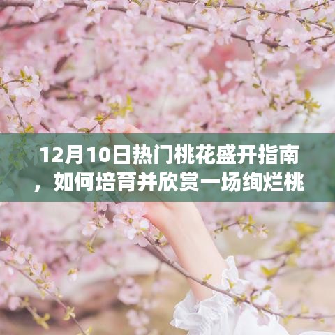 12月10日桃花盛宴指南，如何培育與欣賞絢爛桃花之美