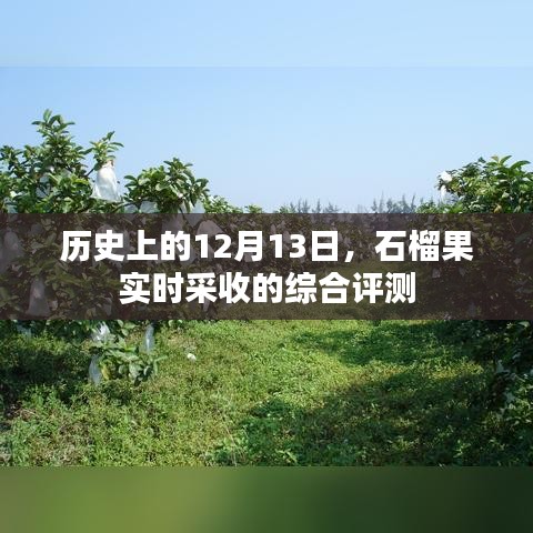 石榴果實時采收的綜合評測，歷史視角下的12月13日分析