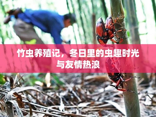 竹蟲養(yǎng)殖記，冬日蟲趣與友情熱浪的交織時光
