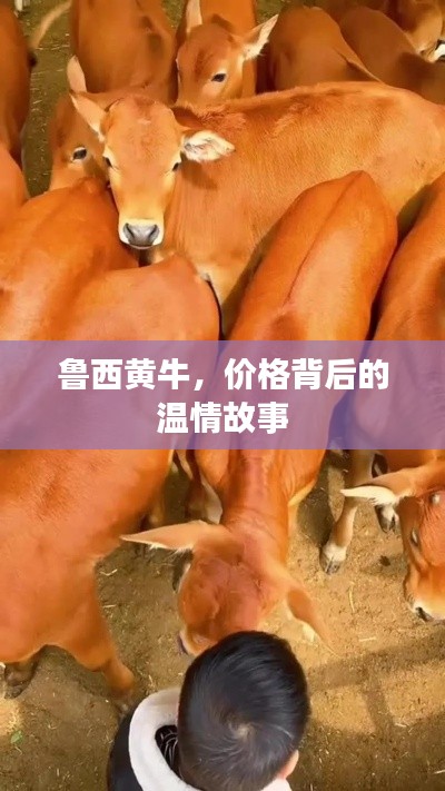 魯西黃牛，價(jià)格背后的溫情之旅