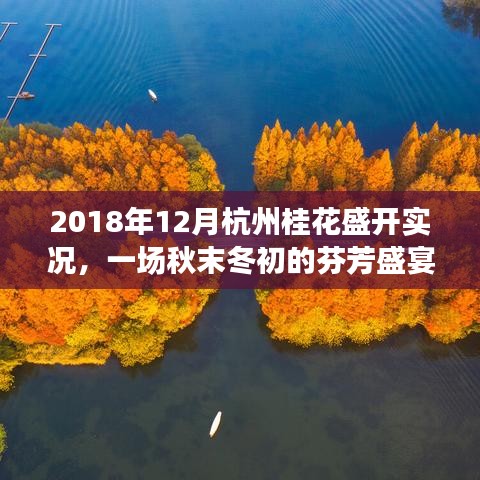 秋末冬初的杭州桂花盛宴，芬芳綻放，美不勝收