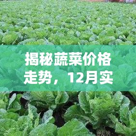 揭秘蔬菜價格走勢，12月實時預報蔬菜價格表圖紙深度解析
