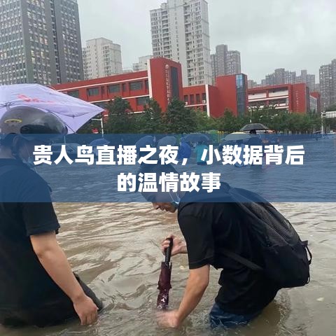 貴人鳥直播之夜揭秘，小數據背后的溫情故事之旅