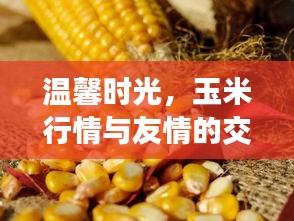 玉米行情與友情的溫馨時光