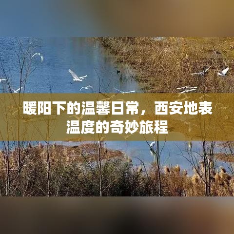 西安暖陽下的日常奇妙之旅，地表溫度的溫馨探索