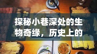探秘小巷深處的奇緣，十二月十八日熱門(mén)生物美食盛宴揭秘