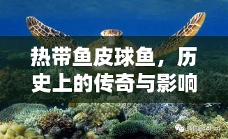 熱帶傳奇，皮球魚的歷史影響與回顧