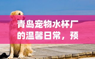 青島寵物水杯廠的日常溫情，預(yù)見未來(lái)的陪伴與友情