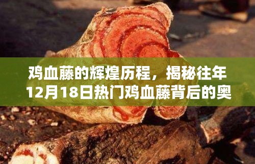 揭秘雞血藤輝煌歷程，歷年12月18日熱門背后的奧秘