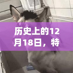 特效驢的流行與爭(zhēng)議，歷史回顧與影響分析（日期，12月18日）