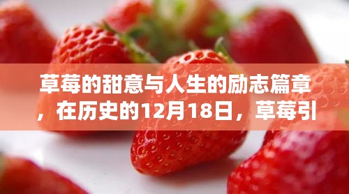 草莓的甜意與勵(lì)志力量，在歷史的日子里走向自信與成就之路