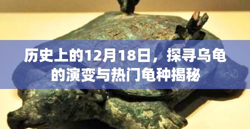 探尋烏龜演變歷程，歷史上的12月18日與熱門龜種揭秘
